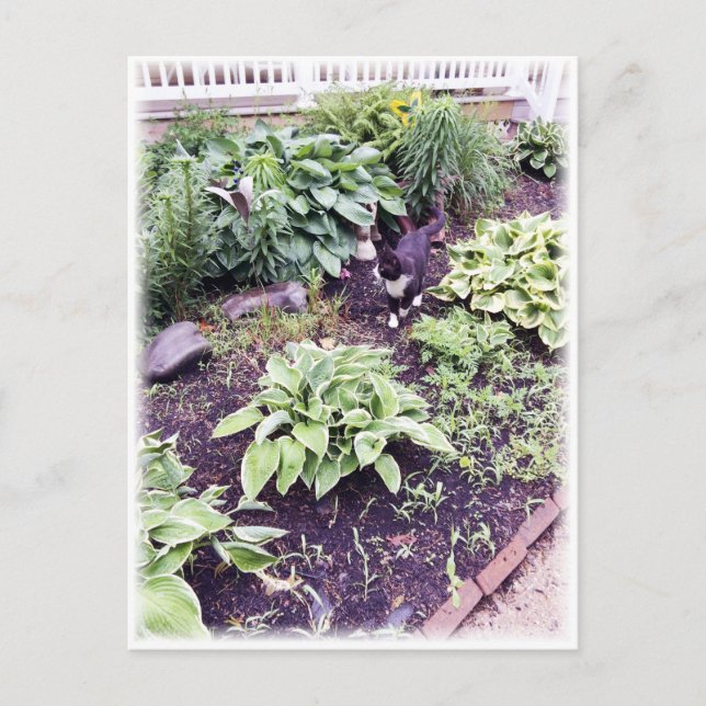 Schwarzweißkatze Postkarte (Vorderseite)