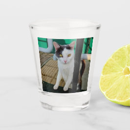 Schwarzweißkatze Schnapsglas