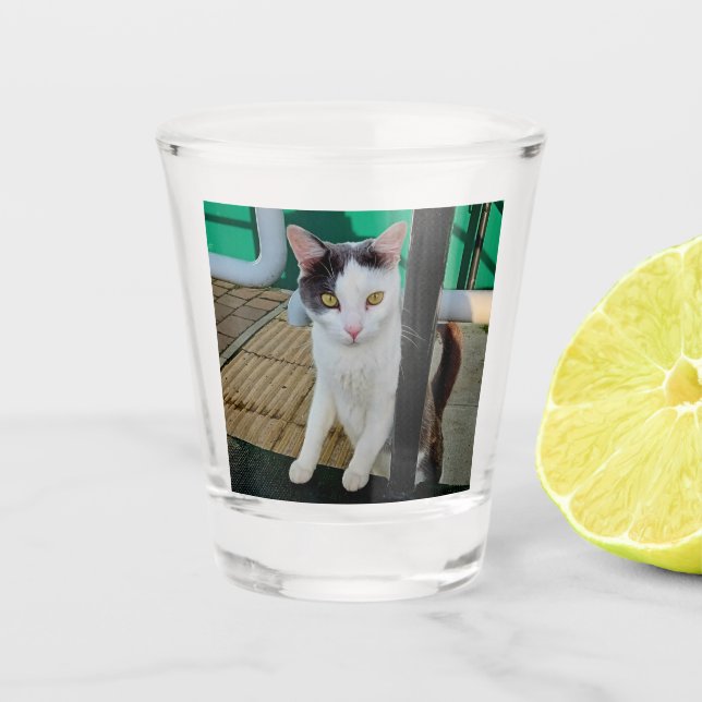 Schwarzweißkatze Schnapsglas (Vorderseite)