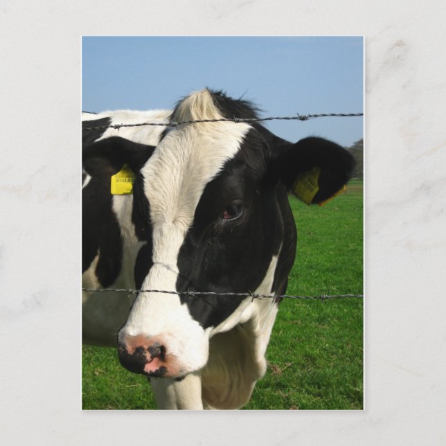 Schwarzweißkuh nah postkarte (Vorderseite)