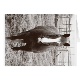 Schwarzweißpferd
