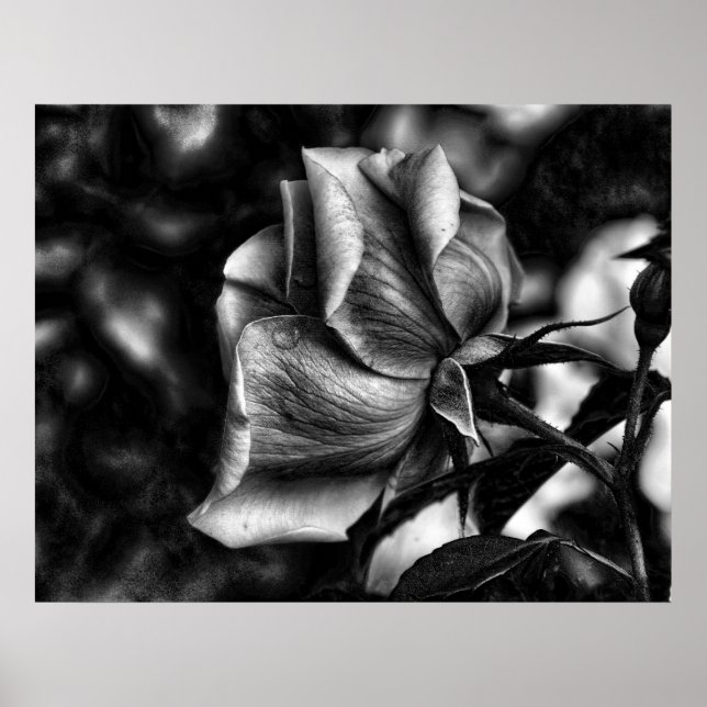 Schwarzweißskizze der Rose Poster (Vorne)