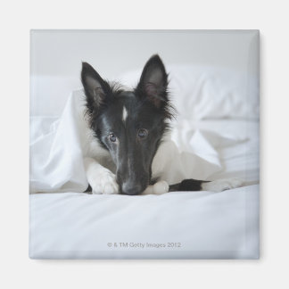 Schwarzweißwelpen im Bett mit Knochen Magnet