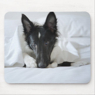 Schwarzweißwelpen im Bett mit Knochen Mousepad