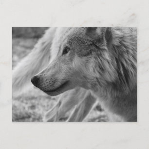 Schwarzweißwolf Postkarte