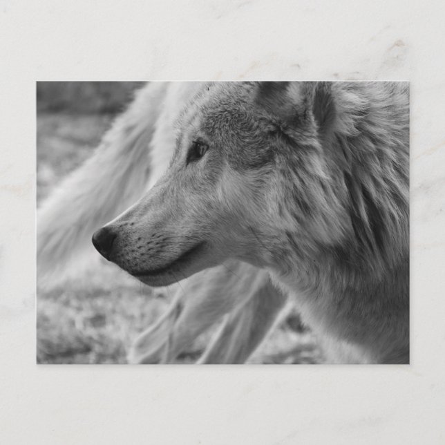 Schwarzweißwolf Postkarte (Vorderseite)