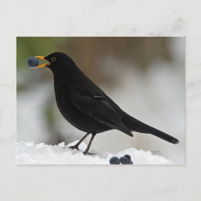 Schwarzwild frisst Trauben im Schnee Postkarte (Vorderseite)