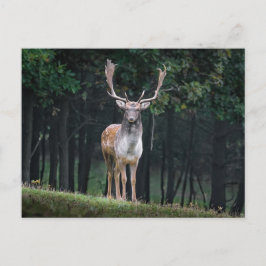 Schwarzwild Postkarte