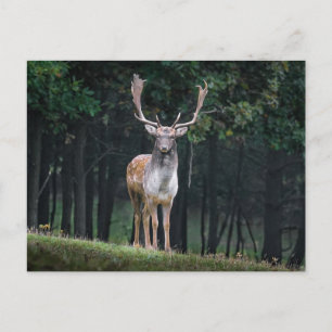 Schwarzwild Postkarte
