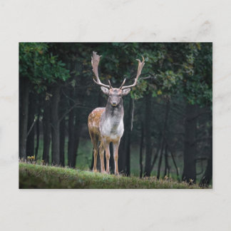 Schwarzwild Postkarte