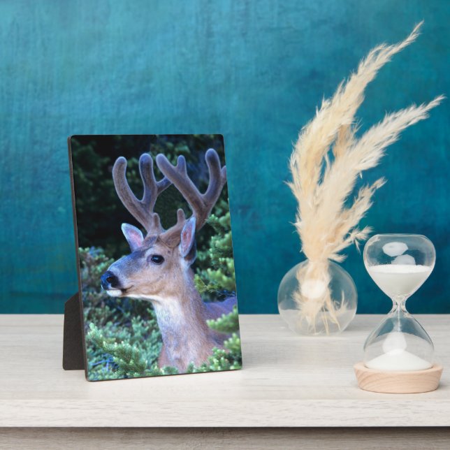 Schwarzwild-Schwanz | Olympischer Nationalpark Fotoplatte (Seite)