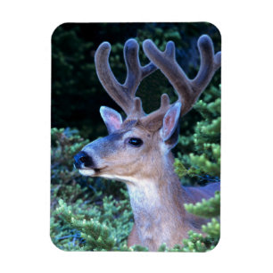 Schwarzwild-Schwanz   Olympischer Nationalpark Magnet