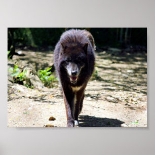 Schwarzwolf Poster