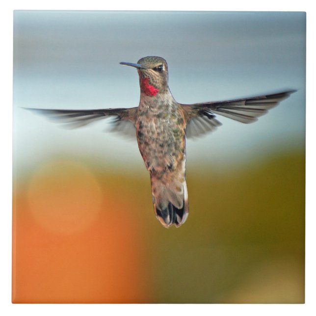 Schwebender Kolibri Fliese (Vorderseite)