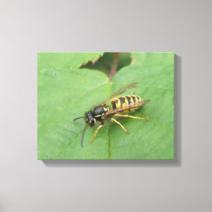 Schwebfliege auf einem Blatt Leinwanddruck