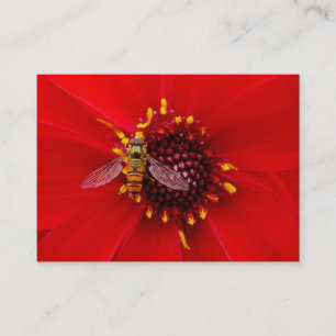 Schwebfliege auf einer Dahlie, Mini-Foto Visitenkarte