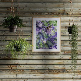 Schwebfliege auf lila Eryngium-Distelblüte  Fotodruck