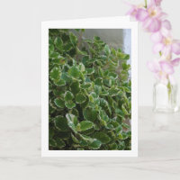 Schwedische Vogelblume