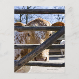 Schwedischer Bergvieh (Skansen) Postkarte