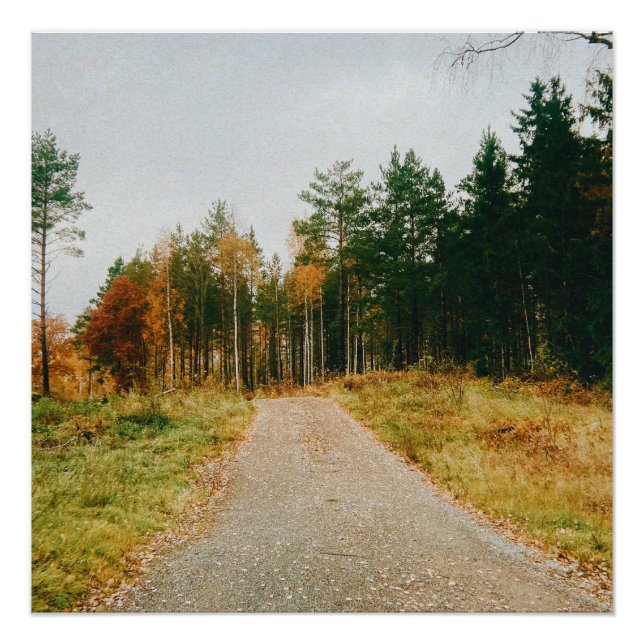 Schwedischer Urwald Poster (Vorderseite)