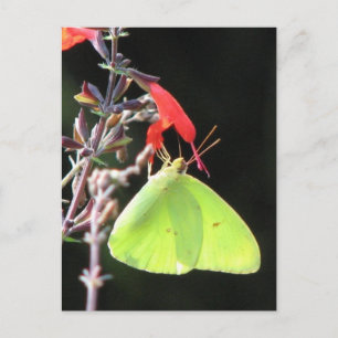 Schwefel auf der Postkarte von Salvia