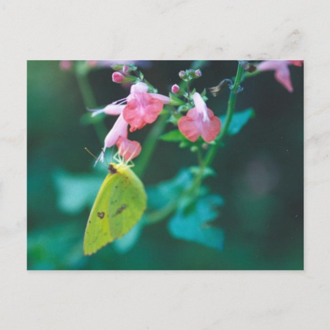 Schwefel auf der Postkarte von Salvia (Vorderseite)