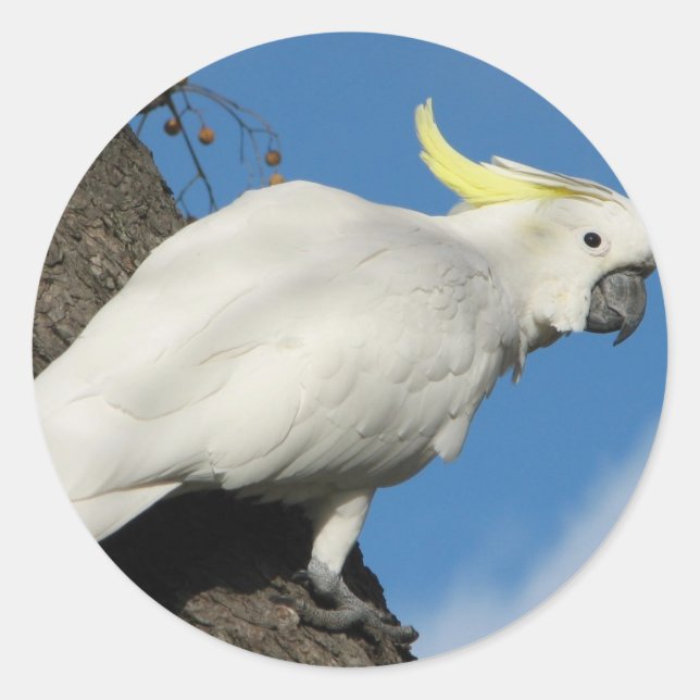 Schwefel Cockatoo mit Haube Runder Aufkleber (Vorderseite)