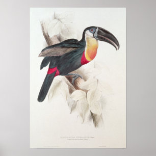 Schwefel und Weiß gebraten Toucan, 19. Jahrhundert Poster