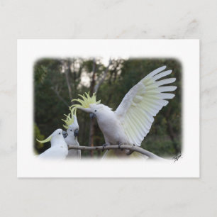 Schwefelgekrebstes Kakadu 9Y319D-079 Postkarte