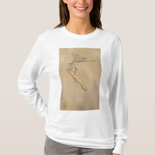 Schweiflibelle Insekt Weiblich (CC BY 4.0) T-Shirt