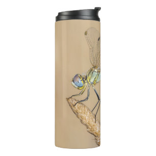 Schweiflibelle Insekt Weiblich (CC BY 4.0) Thermosbecher