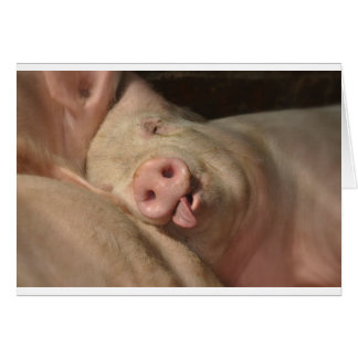 Schwein