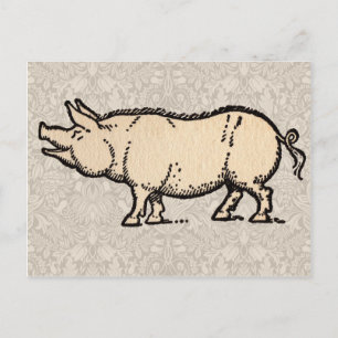 Schwein Antikes Schweine Niedliche Vintage Illustr Postkarte