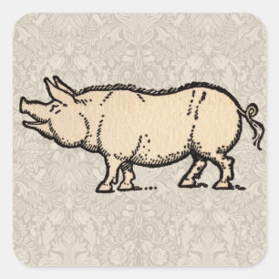 Schwein Antikes Schweine Niedliche Vintage Illustr Quadratischer Aufkleber
