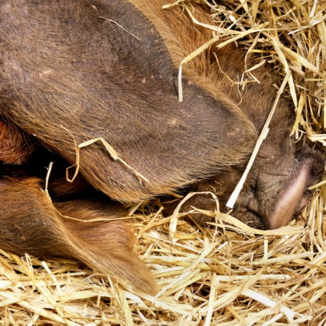 SCHWEIN BADEMATTE (This very cute pig is sound asleep in their straw bed.)