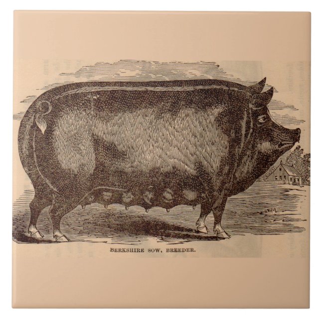 Schwein Druck Berkshire Sauen Nr. 1 aus dem 19. Ja Fliese (Vorderseite)