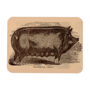 Schwein Druck Berkshire Sauen Nr. 1 aus dem 19. Ja Magnet