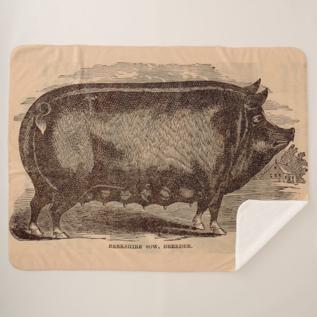 Schwein Druck Berkshire Sauen Nr. 1 aus dem 19. Ja Sherpadecke (Vorderseite (Horizontal))