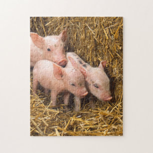 Schwein-Ferkel-Heu Puzzle