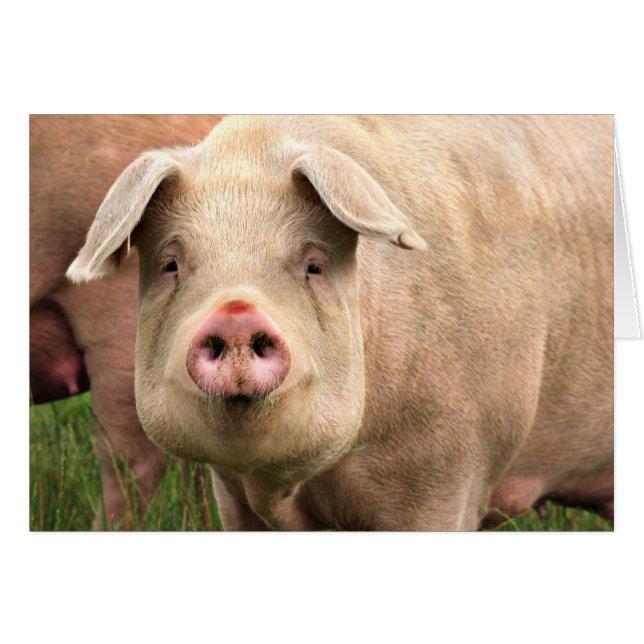 Schwein gehabt (Vorderseite (Horizontal))