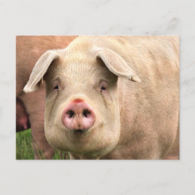 Schwein gehabt postkarte (Vorderseite)