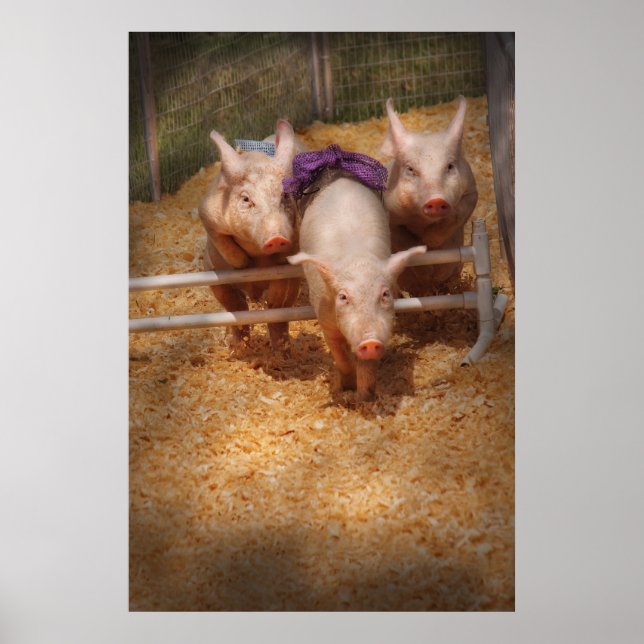 Schwein - Hindernisse überwinden Poster (Vorne)