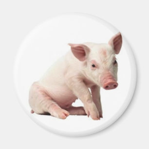 Schwein Magnet