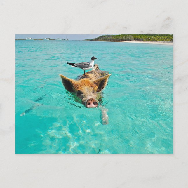 SCHWEIN MÖWE MEER SPAß POSTCROSSING POSTKARTE (Vorderseite)