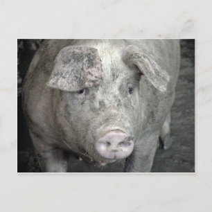 Schwein Postkarte