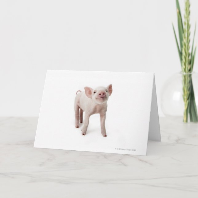 Schwein-stehendes oben schauen karte (Vorderseite)
