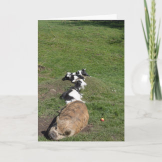 Schwein und Zicklein liegen in der Sonne Karte