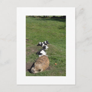 Schwein- und Ziegenfamilie genießt die Sonne Postkarte