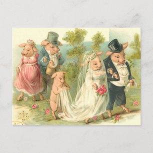 Schweinchen-Hochzeit Postkarte