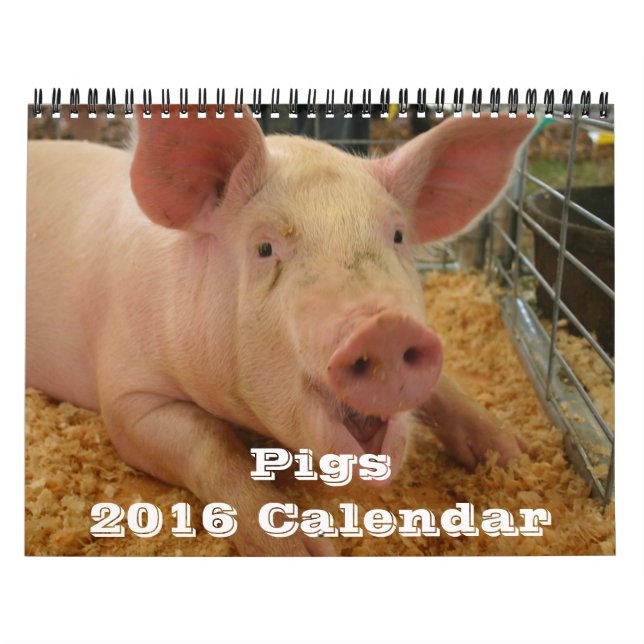Schweine 2016 Kalender (Titelbild)